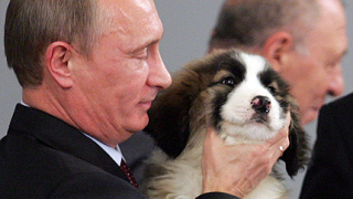 Кучето, подарено на Путин, е добре 