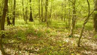 Инициативата Да спасим горите край Аспарухово сигнализираха News bg за проект