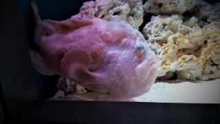 Природата е пълна с чудати създания като много от тях