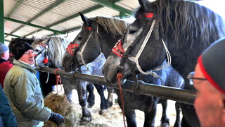 Днес отбелязваме Тодоровден или т нар Конски Великден По традиция празникът