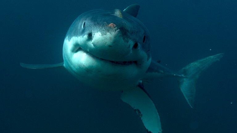 Масовото мнение е, че акулите свирепи хищници и трябва да
