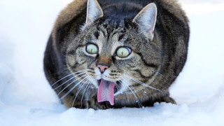 Безопасно ли е да ядем сняг