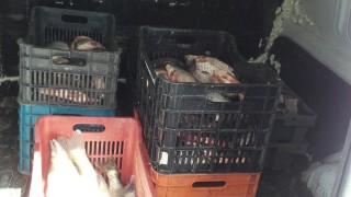 Иззеха близо 200 кг незаконно уловена риба от водоеми в
