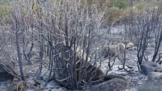 Природозащитници сe борят с бедствието в Кресненския пролом Пожарът заплашва