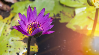 Разнообразието от листа в природата отдавна е източник на удивление