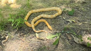 Граждани сигнализираха Регионалната инспекция по околната среда и водите за