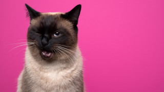 В известното си стихотворение Имената на котките американският писател Томас