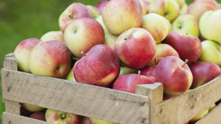 Спряха 22 тона ябълки с неясен произход на македонската границата