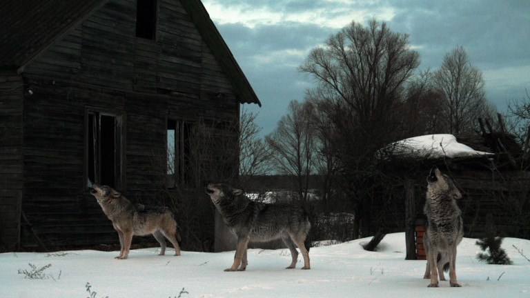 Ново изследване показва, че популацията на вълци, живеещи в Чернобилската