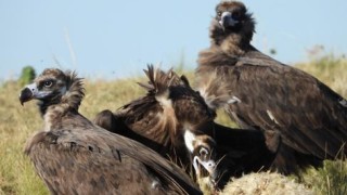 Четири черни лешояда са били открити отровени край с Тича общ