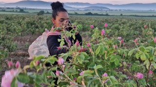 Силна реколта на българската роза, но за производителите това не е точно добра новина