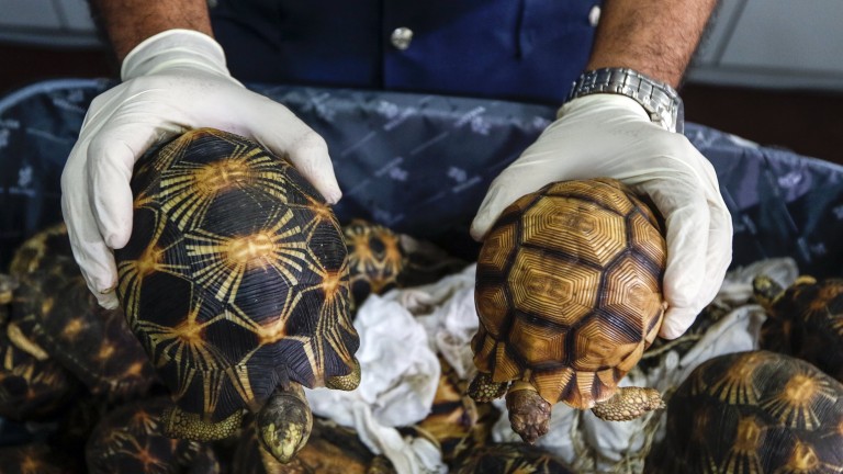 Малайзия конфискува контрабандни застрашени костенурки за $277 000