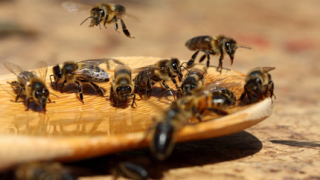 Пчелите изчезват заради глобалното затопляне