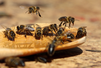 5000 пчелари са подали документи по de minimis