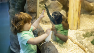 9 животни, които няма как да превърнем в домашни любимци