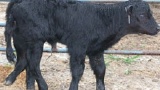 Уникално теле с 6 крака се роди в Небраска 