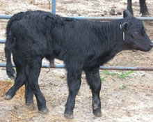 Уникално теле с 6 крака се роди в Небраска 