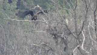 Две двойки черни лешояди снесоха първите яйца за 2024 г Черният