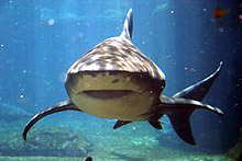 Близо 200 акули уловиха край Несебър