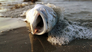 Забрана за риболов в 36% от Мексиканския залив