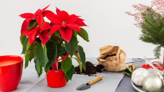 Много са начините да вкараме коледния дух дома си още