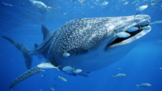 Турски рибари уловиха двутонна акула