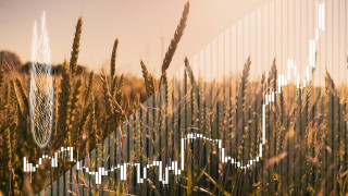 Цените на зърното на световните борси без сериозна промяна