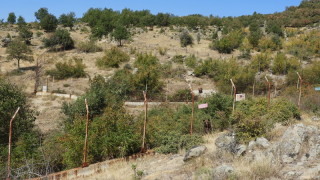 Вълците и едната мечка в с.Влахи не са регистрирани
