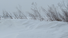 Снежна буря в Казахстан