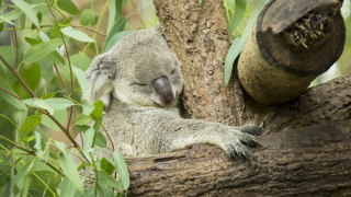 Koala Challenge - най-новото предизвикателство в интернет