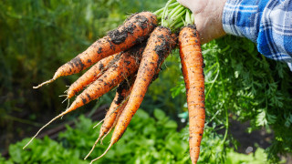 Да изсипеш 26 тона моркови в двора на университет