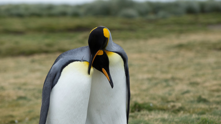 Хомосексуализмът при пингвините е отдавна наблюдавано явление. Доста по-куриозен се