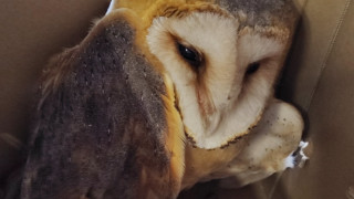 Регионалната инспекция по околната среда и водите в Пловдив спаси