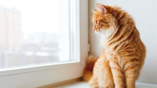 В югозападния германски град Валдорф собствениците на котки вече официално