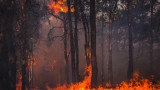  Извънредно състояние в 5 окръга на Калифорния поради горските пожари 