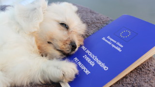 Трафикът на кучета се е увеличил по време на пандемията