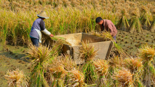 Сушата е основният виновник за загубата на реколта в Китай