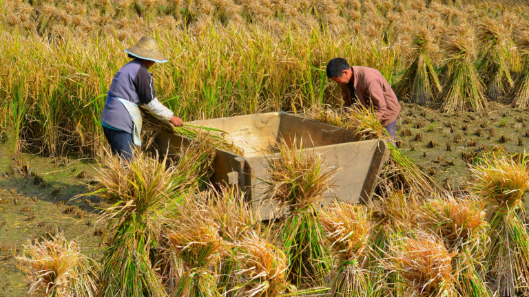 Производството на ориз намалява и в Китай, и в ЕС, и