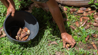 Диета с високо съдържание на въглехидрати от ориз живовляк маниока
