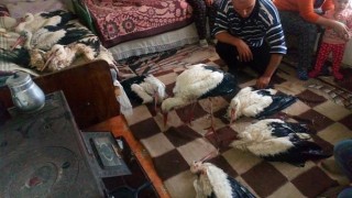 Изпратиха зам.-министър да гледа спасените щъркели
