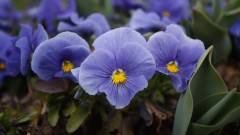 Топло преди да нахлуе студения фронт