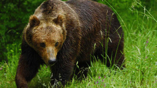 €4 000 струва разрешителното за отстрел на мечка в Смолянско