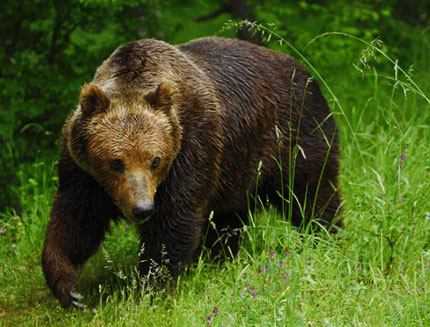 Убиха мечка, нападнала ловец