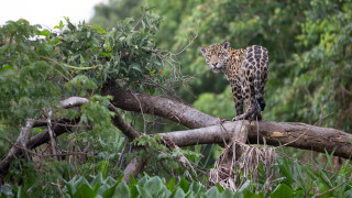 WWF: Животните в горите са намалели наполовина