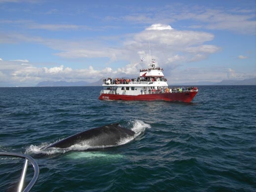 140 кита загинаха край бреговете на Австралия