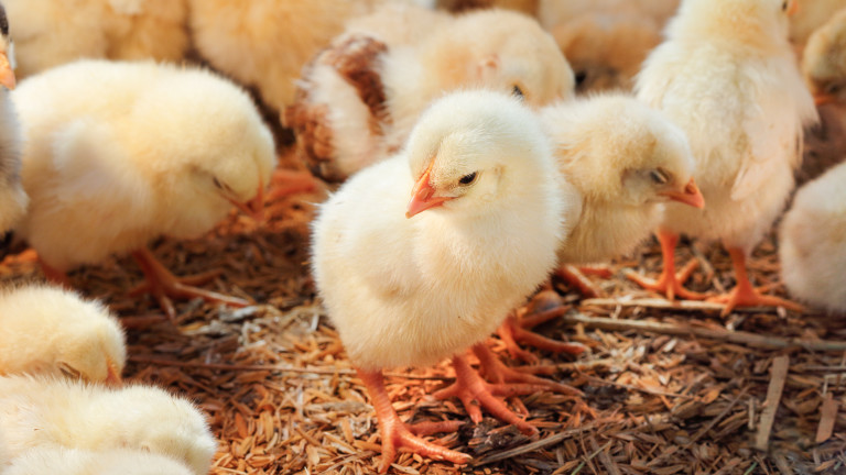 Германски съд разреши унищожаването на мъжки пилета да продължи