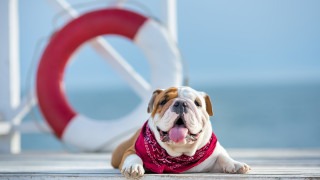 Кучетата и летните температури