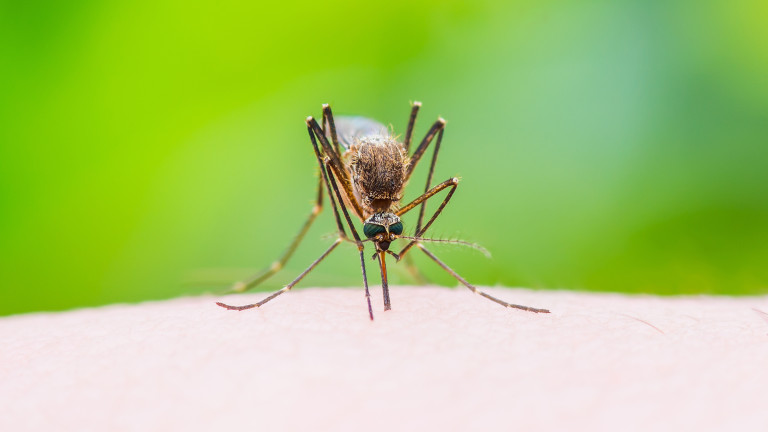 Компанията майка на Google започва глобална война с комарите