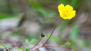 Ново проучване на Университета на Тюбинген Германия показва че растенията