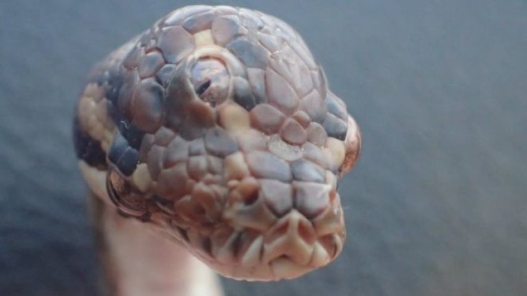 Змия с три очи беше намерена в Австралия. Животното е